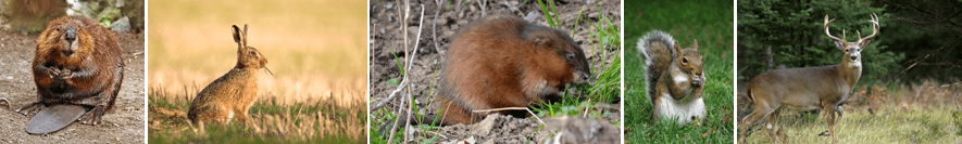A brown rodent in the dirt.