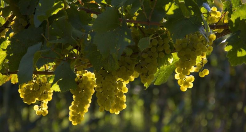 A bunch of yellow grapes hanging on a vine.